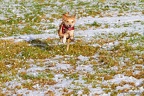 IMG 2144 Schnee